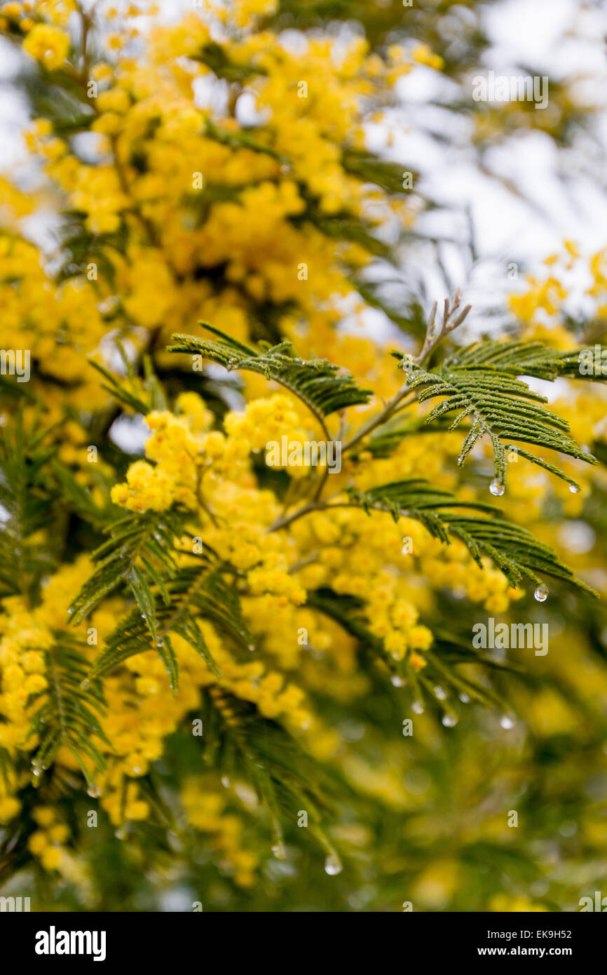 mimosa blossoms in early spring on a sunny day Stock Photo
