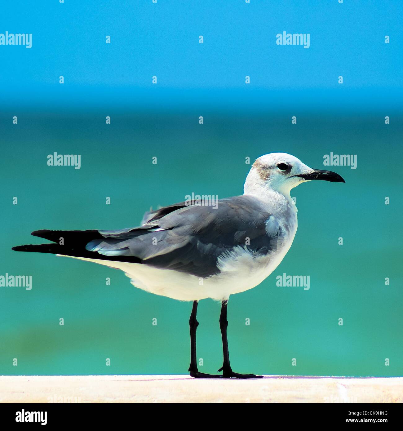 Seagull Print Pattern Quilt main image 1