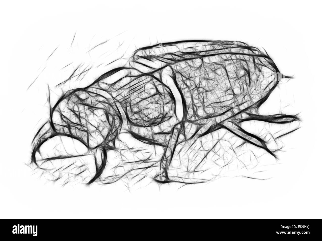 How To Draw Insects In Pencil