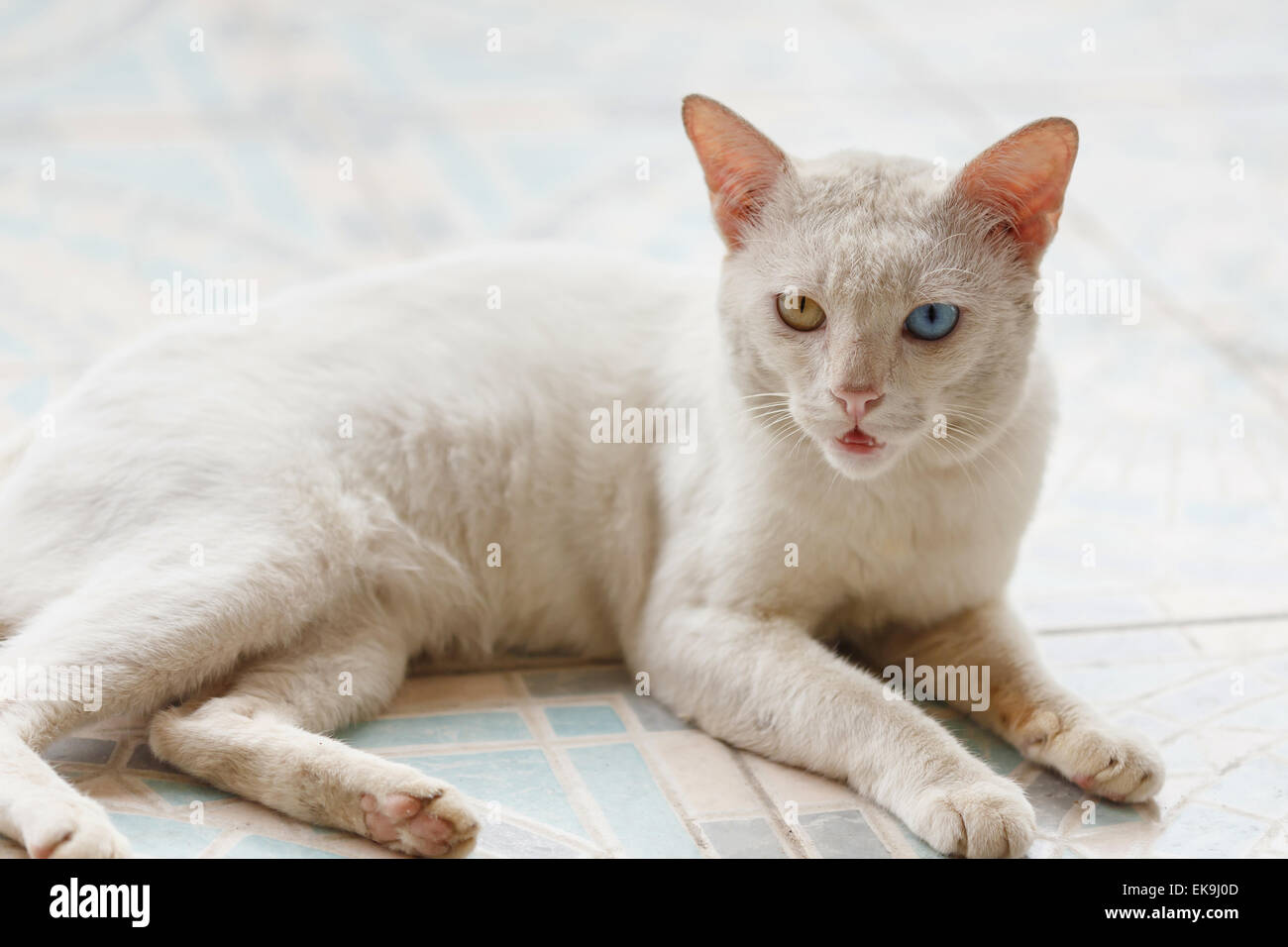 Thai white store cat