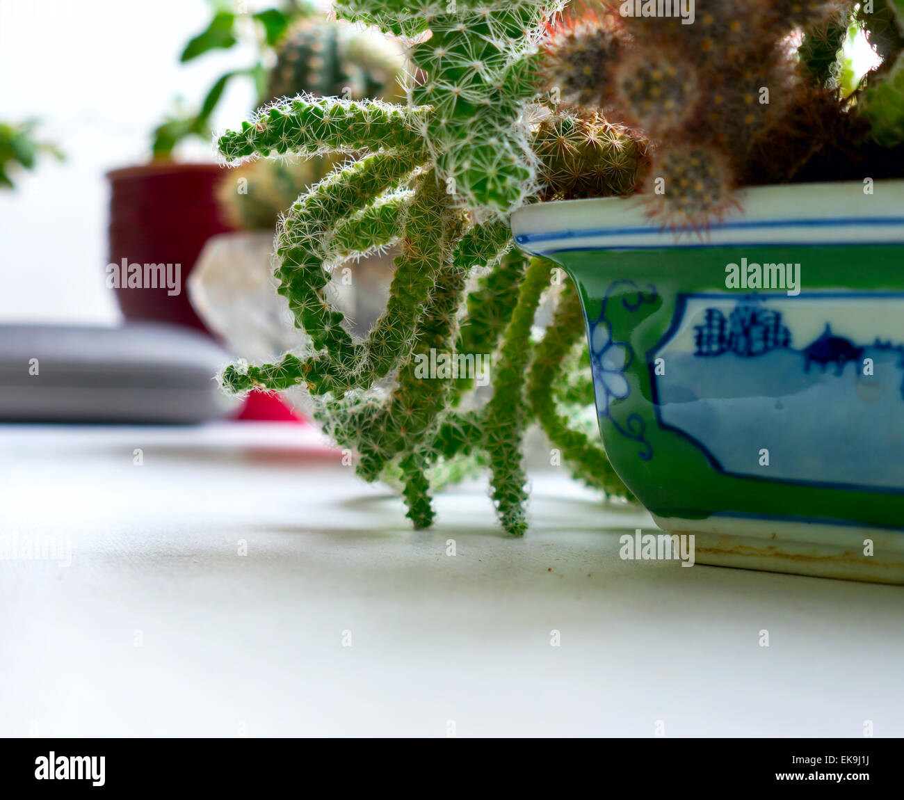 Cactus leaf patterns hi-res stock photography and images - Alamy
