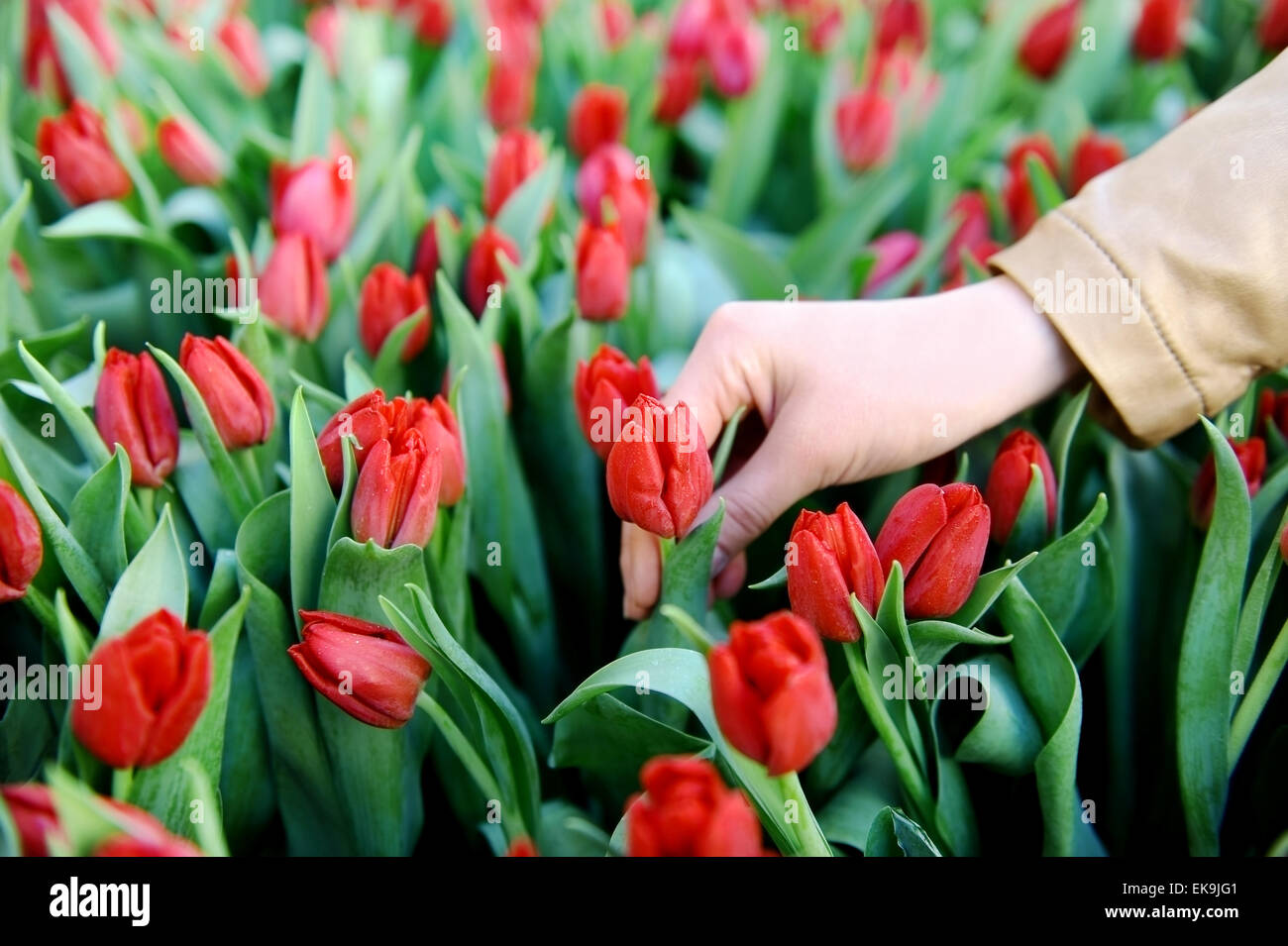 Woman's hand picking up a red tulip from a tulip field in a greenhouse Stock Photo