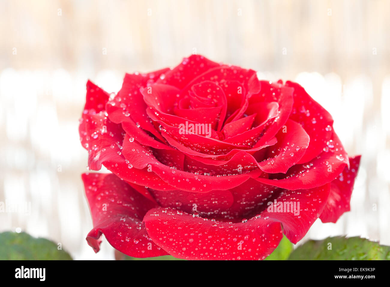 big beautiful red rose with water drops Stock Photo