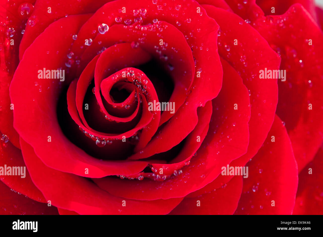 background of the big beautiful red rose with water drops Stock Photo