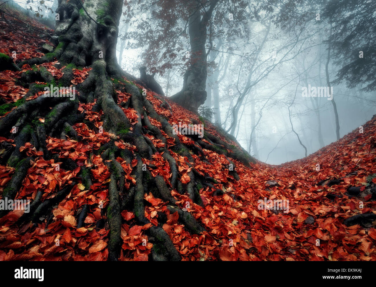 Mysterious dark autumn forest in blue fog with red leaves, trees and ...