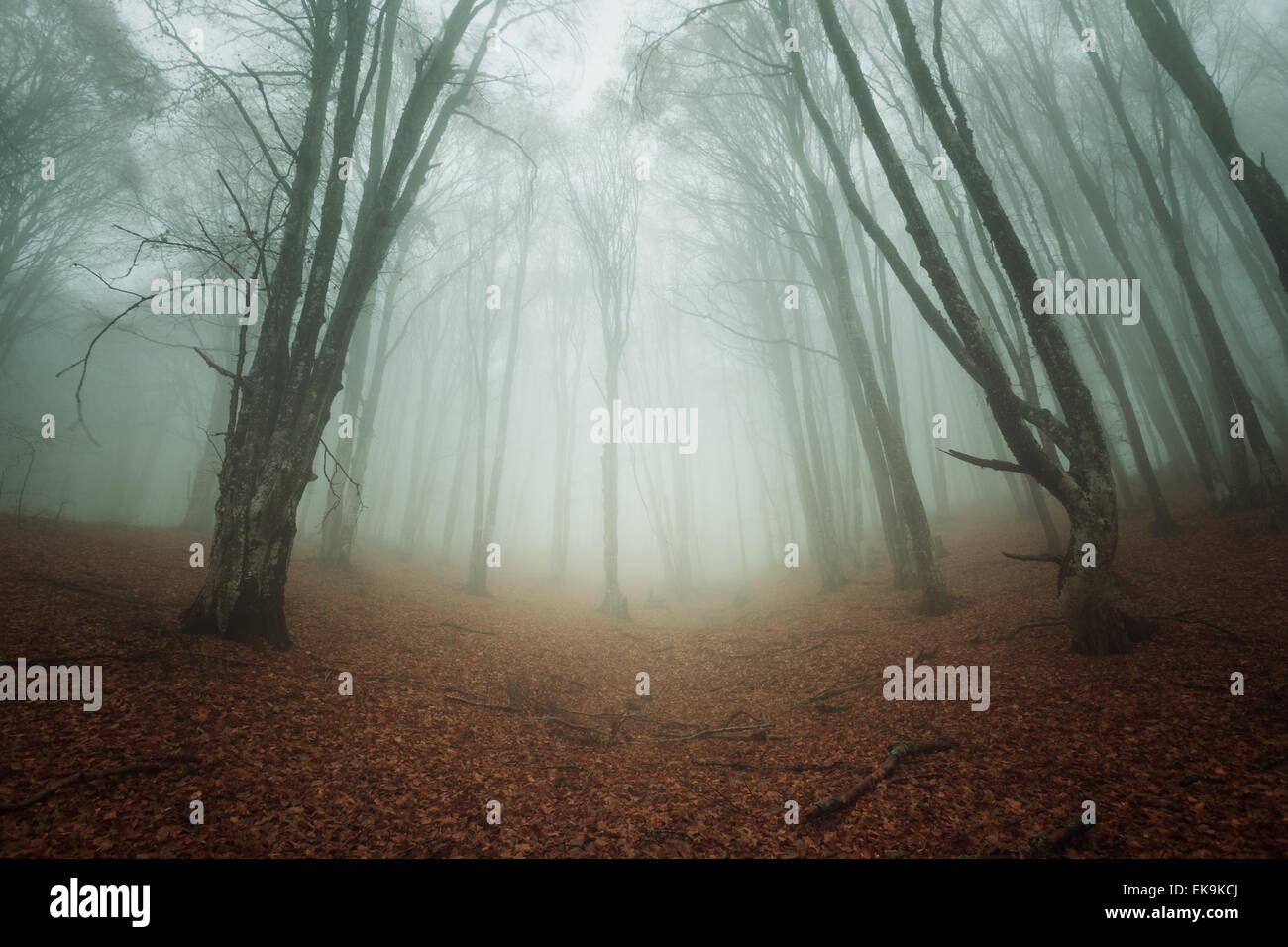 Mysterious dark autumn forest in fog with orange leaves, trees and ...