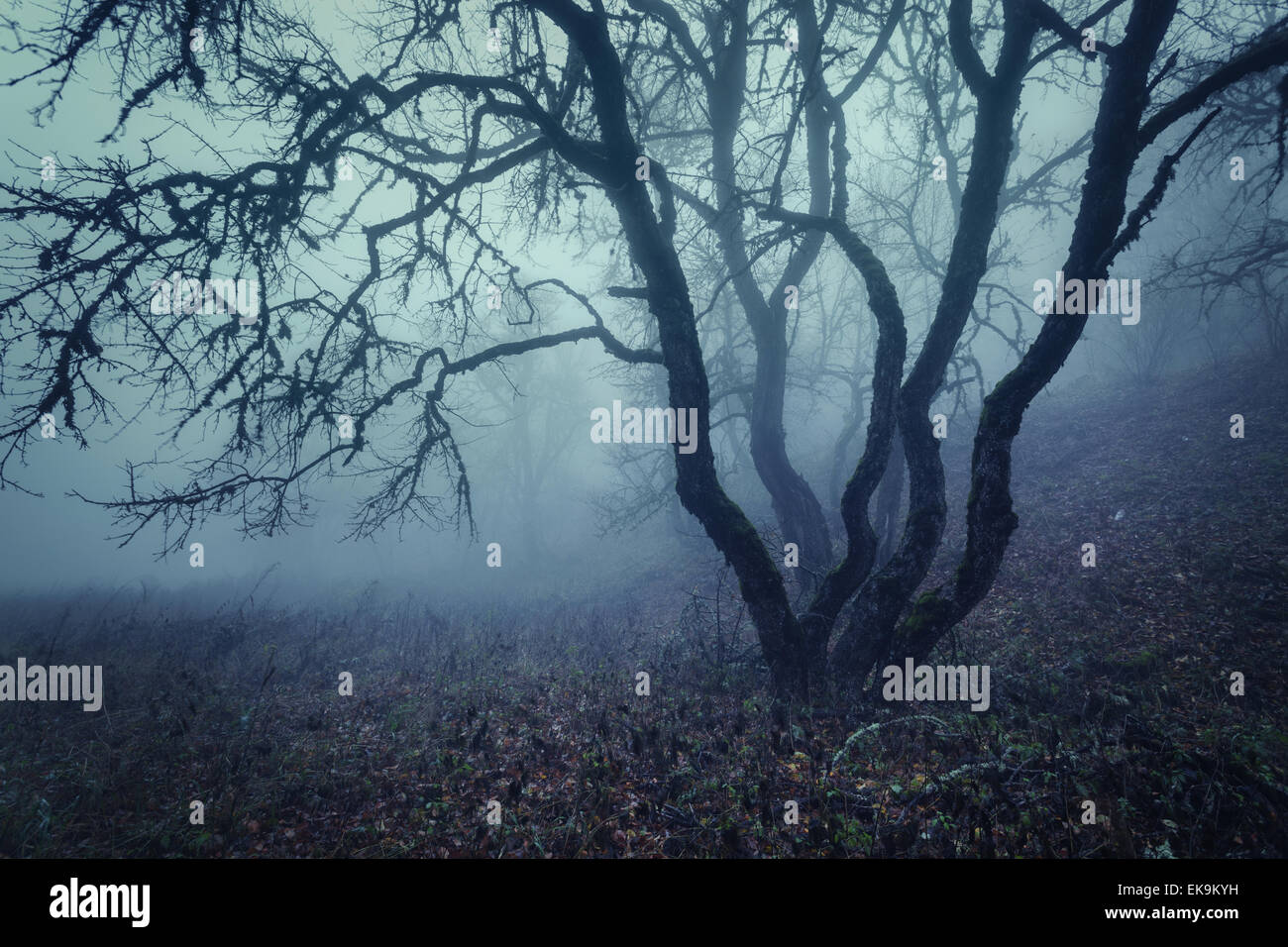 Mysterious dark autumn forest in fog with leaves, trees and branches ...