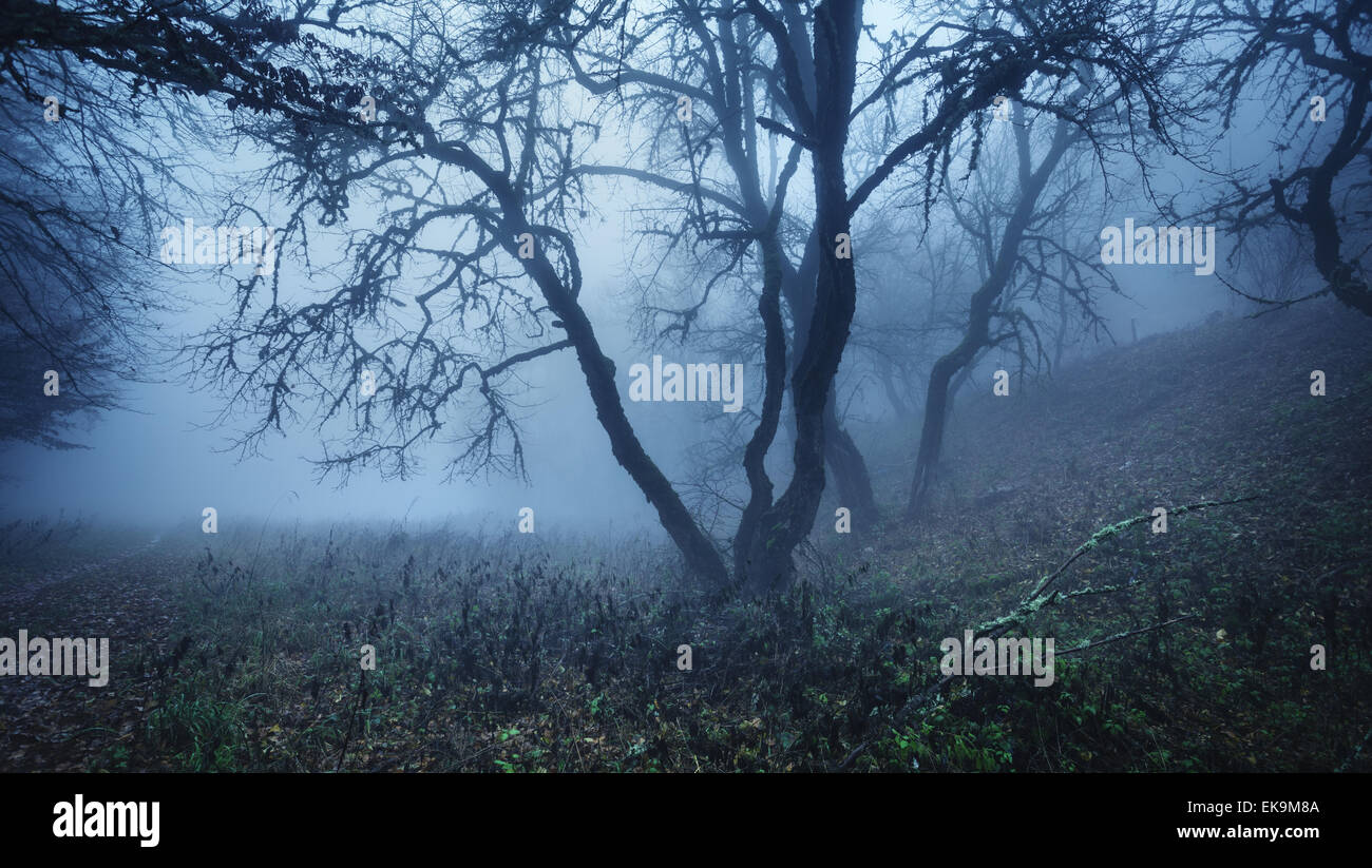 Mysterious dark autumn forest in fog with leaves, trees and branches ...