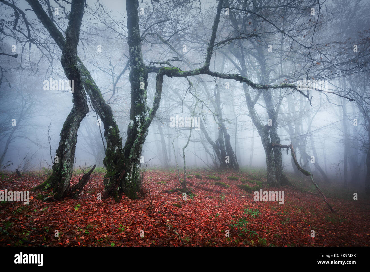 Mysterious dark autumn forest in fog with red leaves, trees and ...