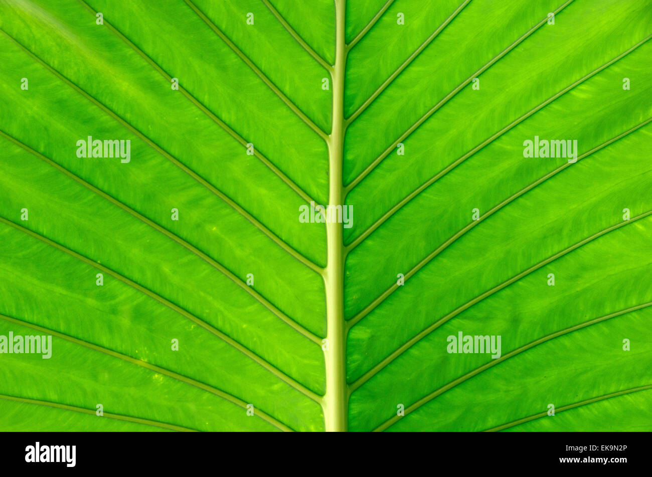 Structure leaf hi-res stock photography and images - Alamy