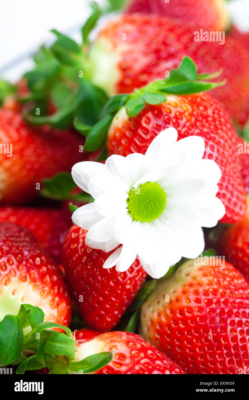 background of red big juicy ripe strawberry and flower Stock Photo - Alamy