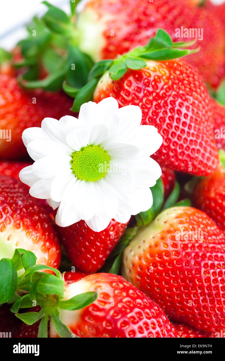 background of red big juicy ripe strawberry and flower Stock Photo - Alamy