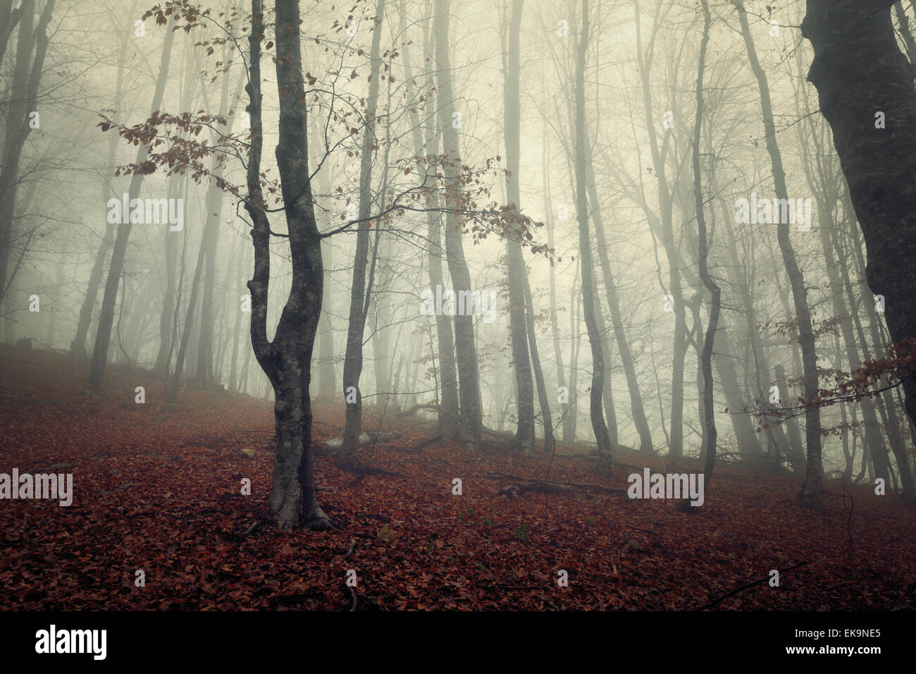 Mysterious dark autumn forest in fog with red leaves, trees and ...