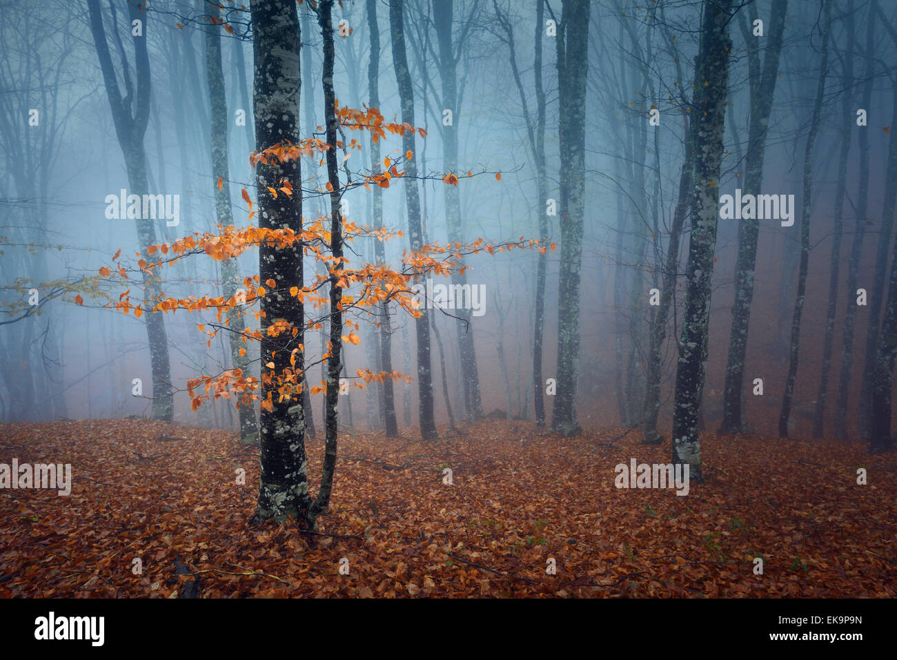 Mysterious dark autumn forest in blue fog with orange leaves, trees and ...
