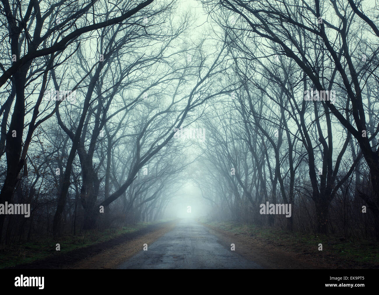Mysterious dark autumn forest in fog with road, trees and branches ...