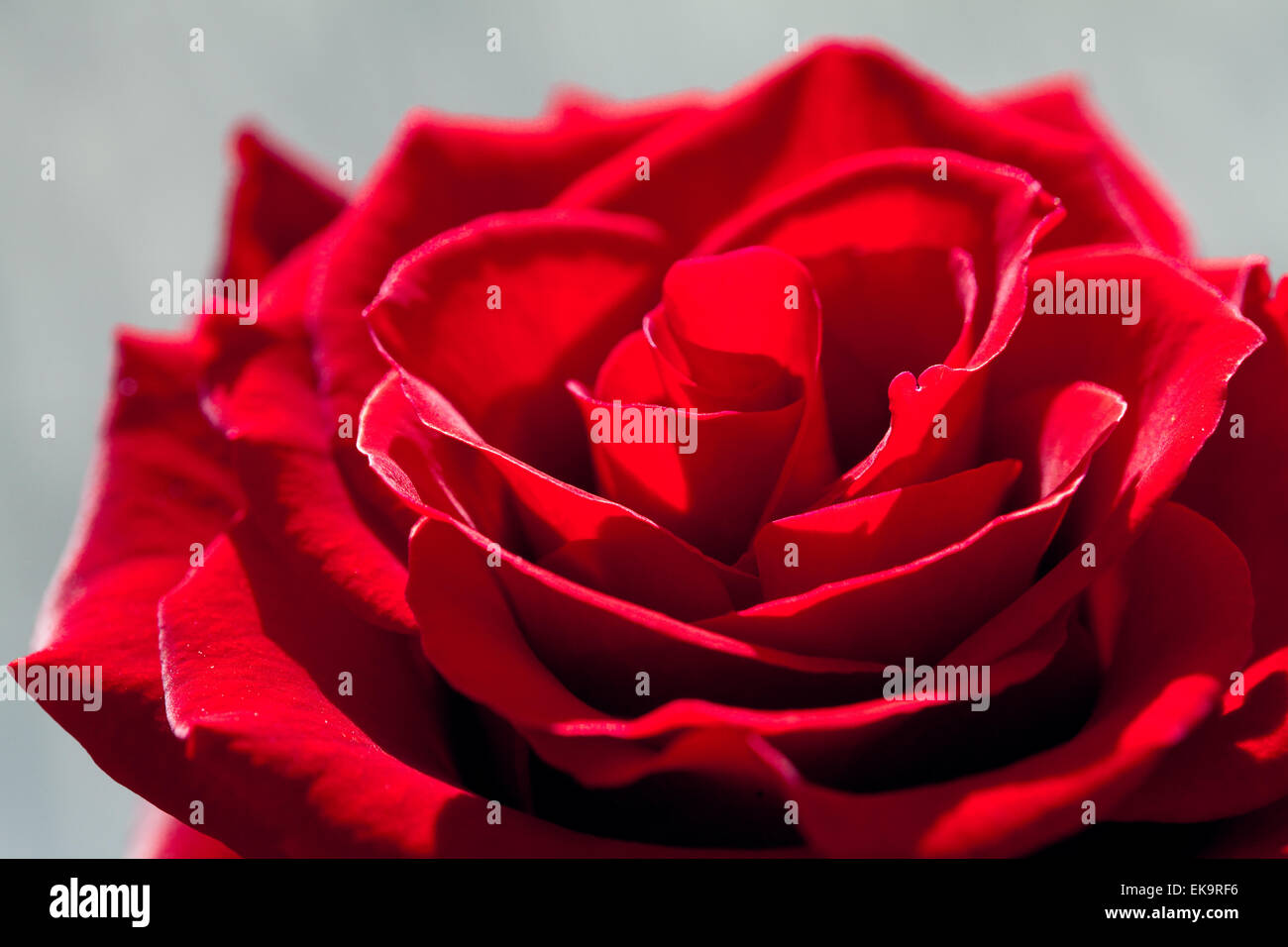 background of the big beautiful red roses Stock Photo Alamy