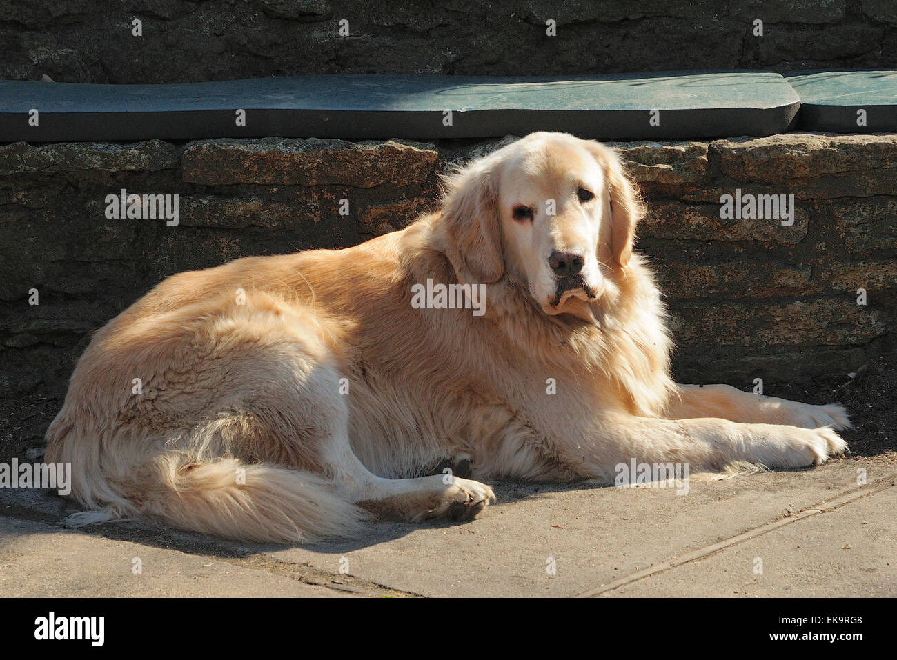 Big golden retriever hi res stock photography and images Alamy