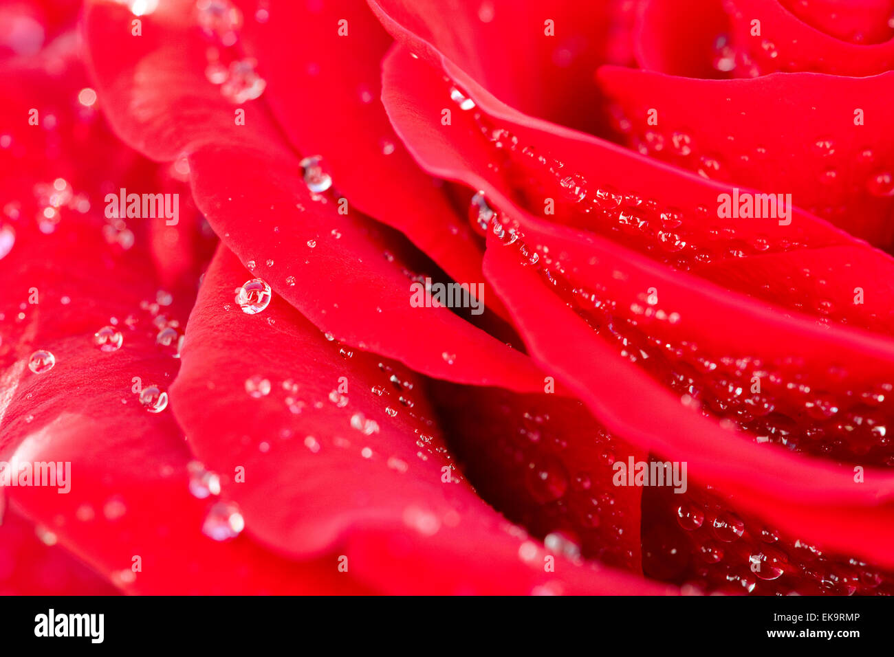 background of the big beautiful red rose with water drops Stock Photo