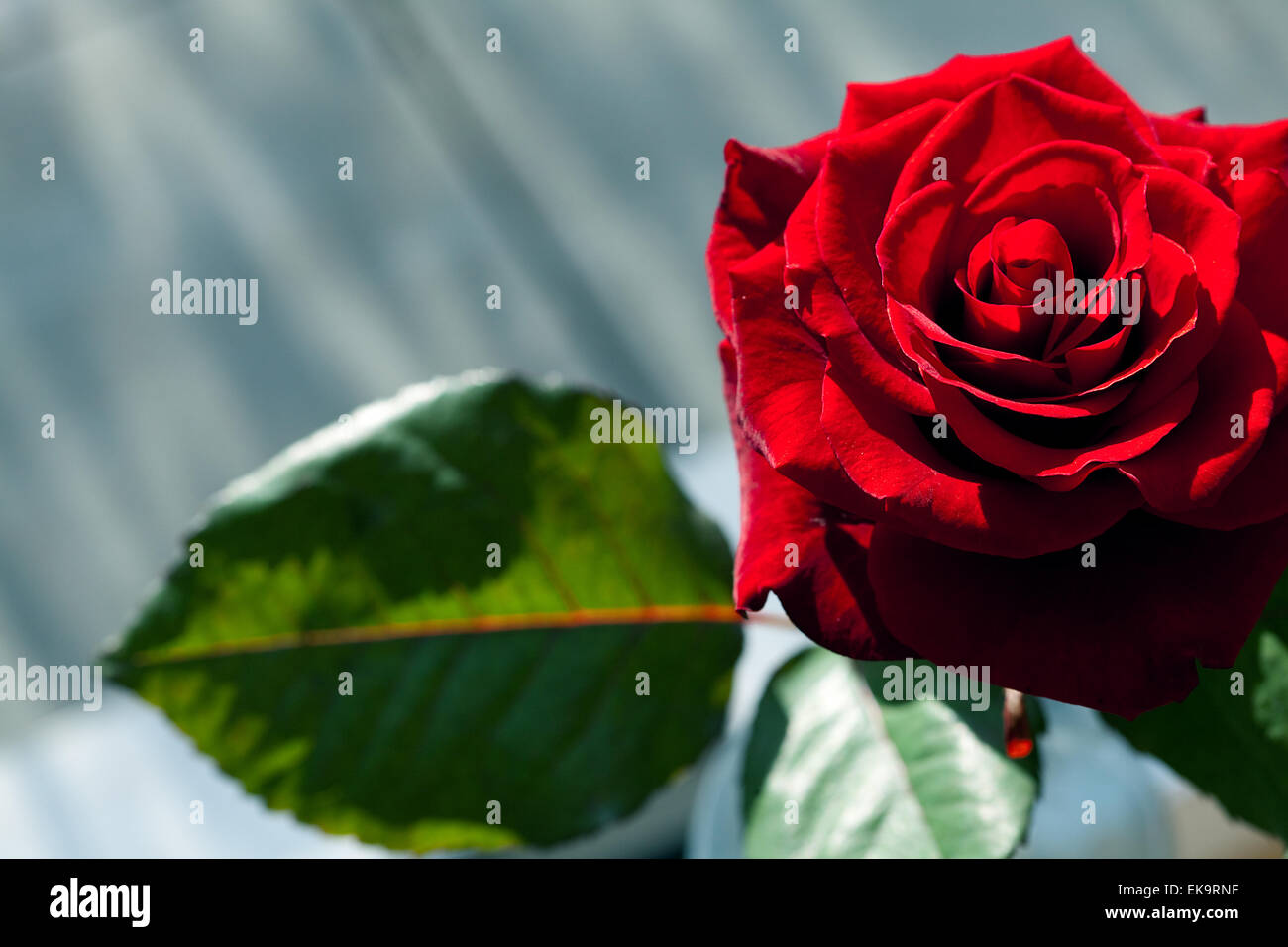 big beautiful red rose on a background of nature Stock Photo Alamy