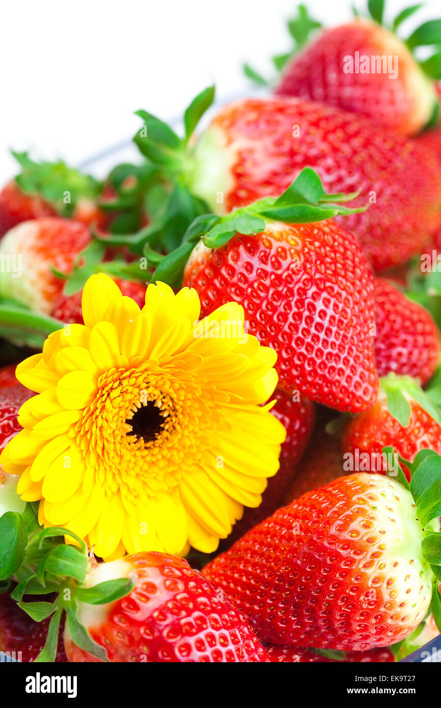 background of red big juicy ripe strawberry and flower Stock Photo - Alamy