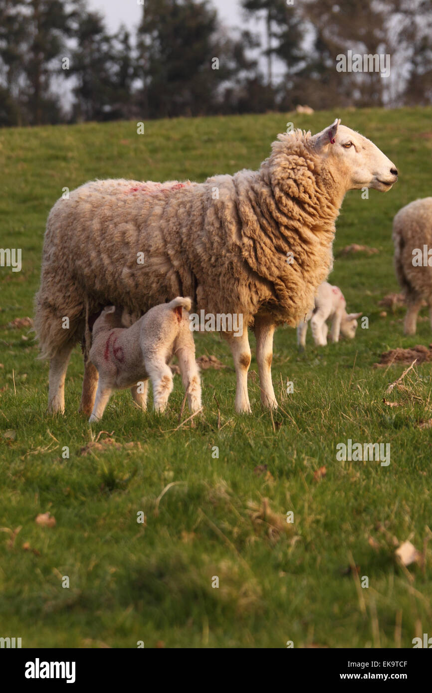 Les profils-mouton et agneau key rack