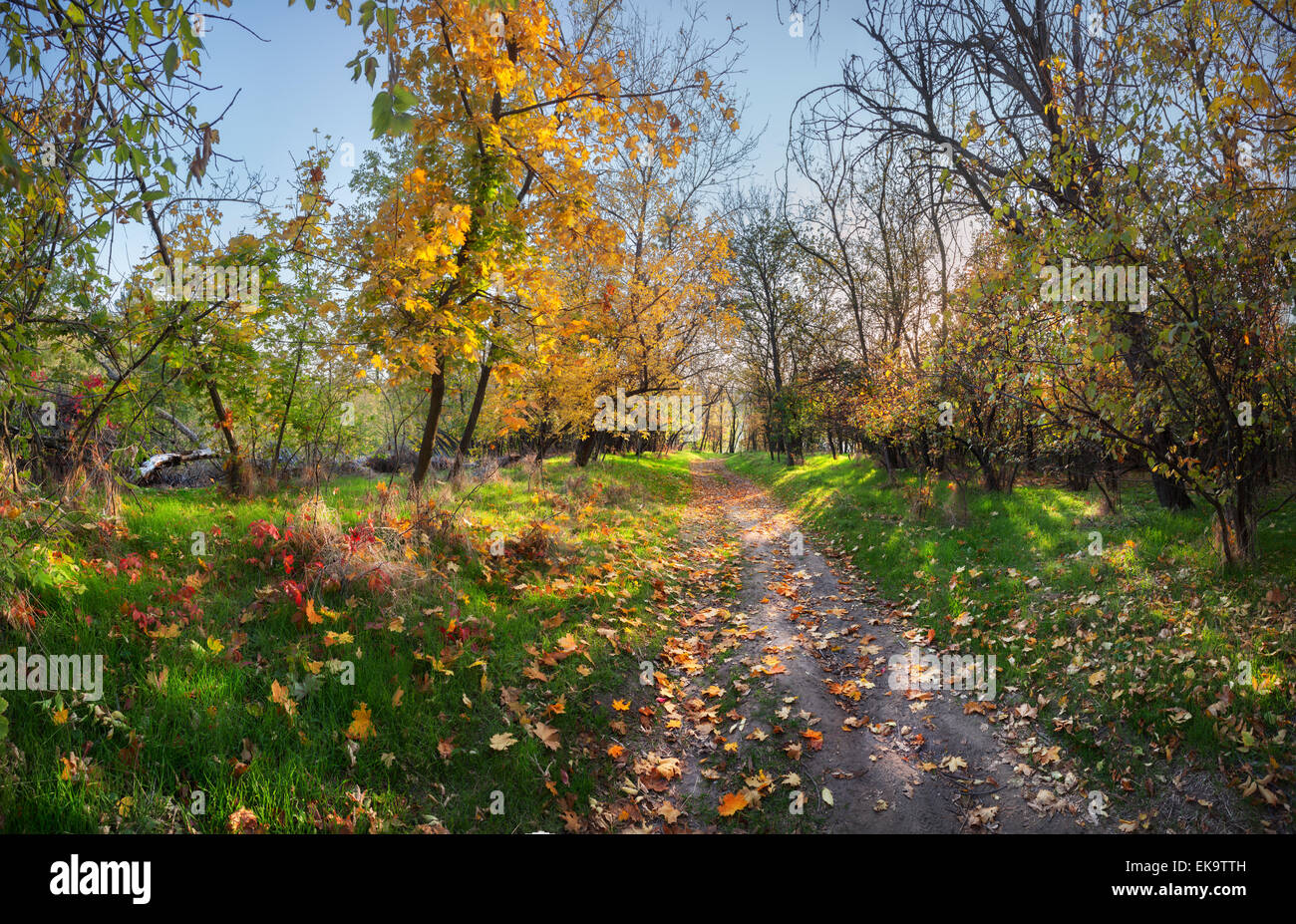 Beautiful autumn sunset in the forest with green grass and red and orange leaves (Ukraine) Stock Photo