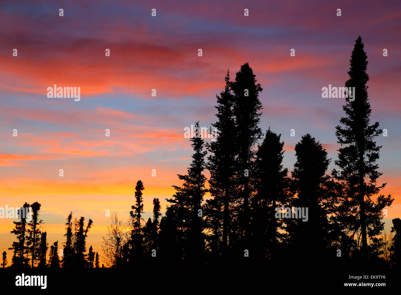 Black spruce trees silhouetted against a brilliantly colorful sunset Stock Photo