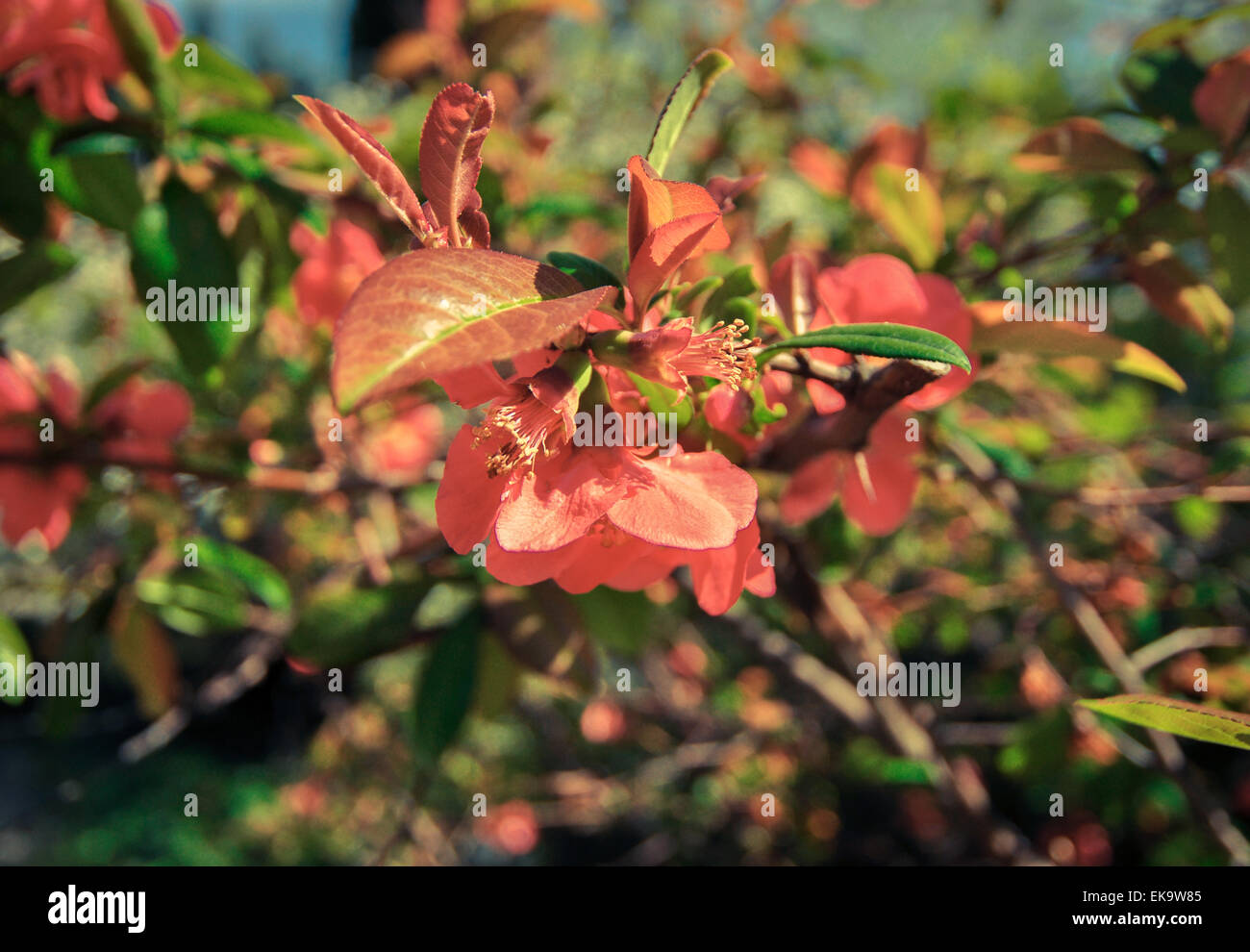 Red flower on a tree in spring in Crimea Stock Photo