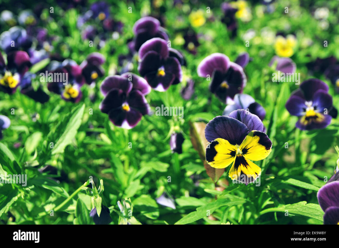 Flowers and green bushes in the park in spring in Crimea. Nature background Stock Photo