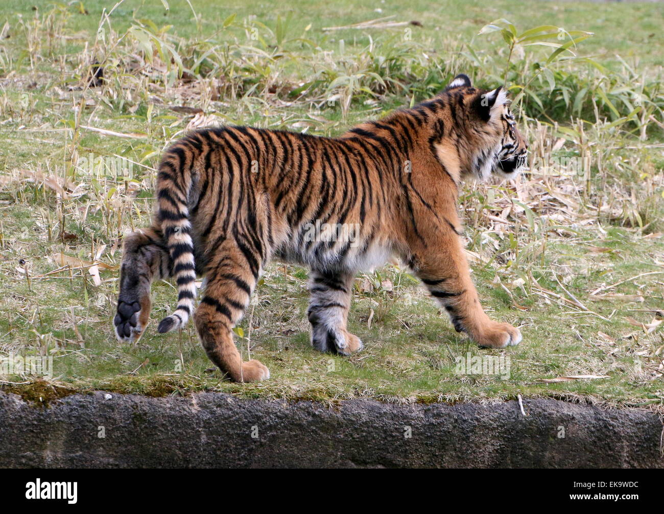 Sumatran Tiger cub (Panthera tigris sumatrae), 6 months old Stock Photo