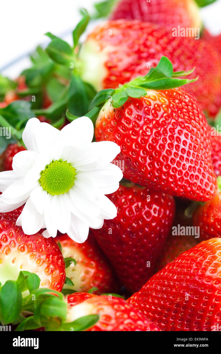 background of red big juicy ripe strawberries and flower Stock Photo ...