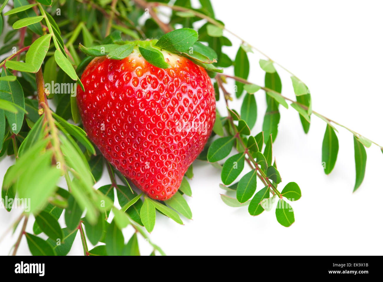 background of red big juicy ripe strawberry and flower Stock Photo - Alamy