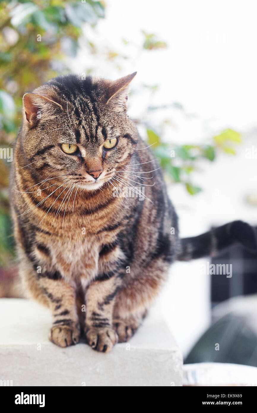 portrait of a beautiful striped cat outdoor Stock Photo