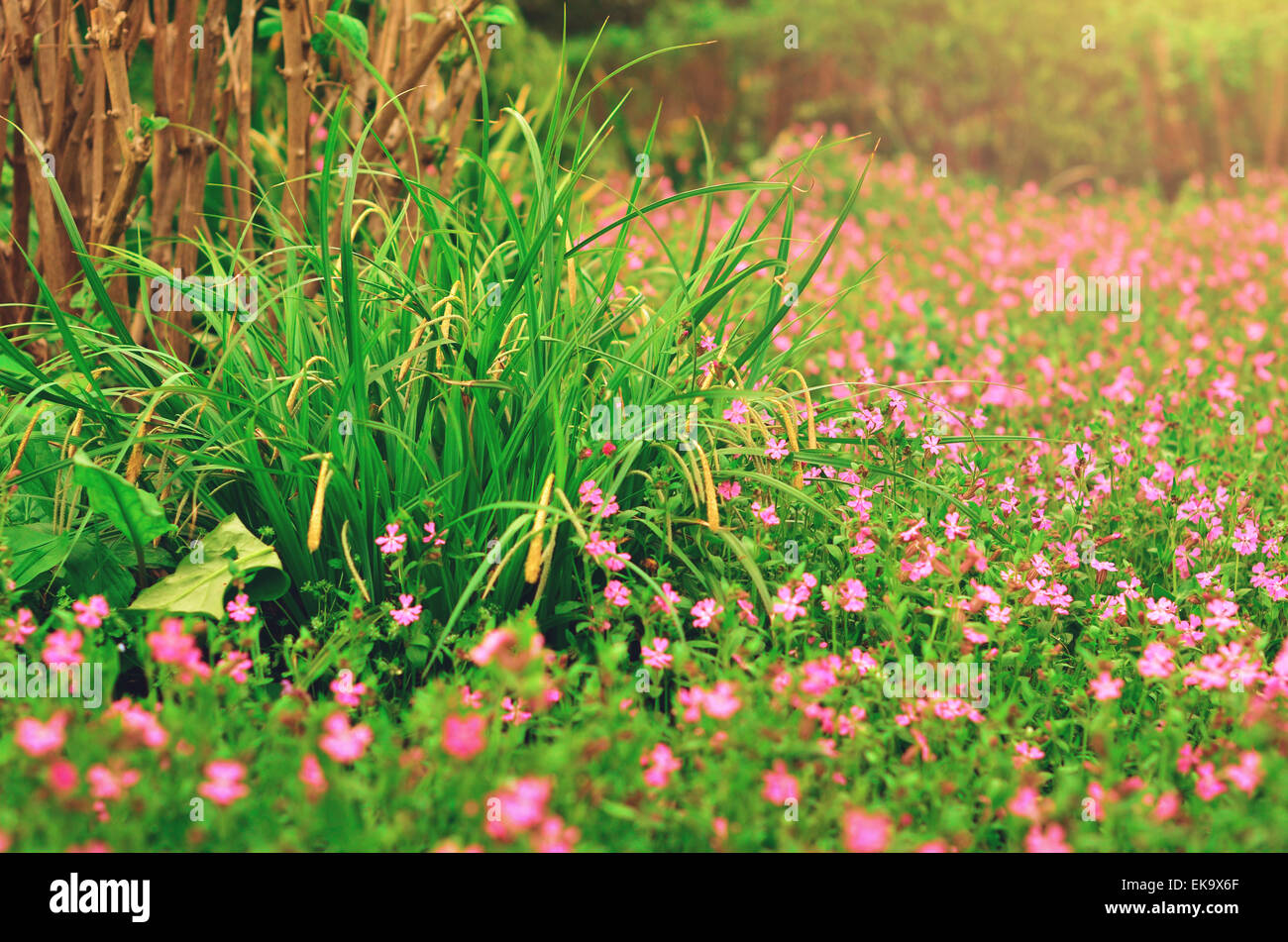 Flowers and green bushes in the park in spring in Crimea. Nature background Stock Photo