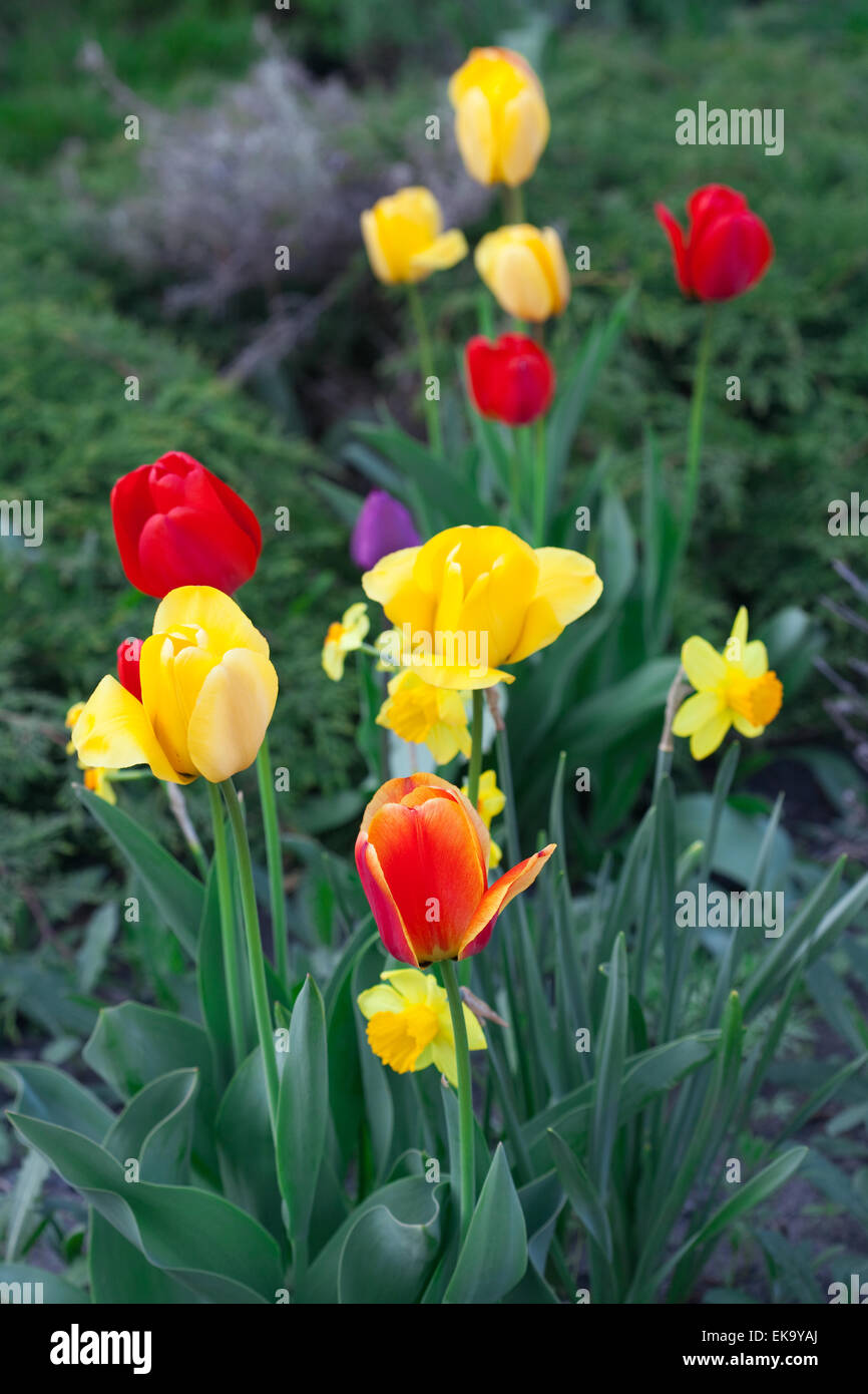 beautiful tulips in city park Stock Photo - Alamy
