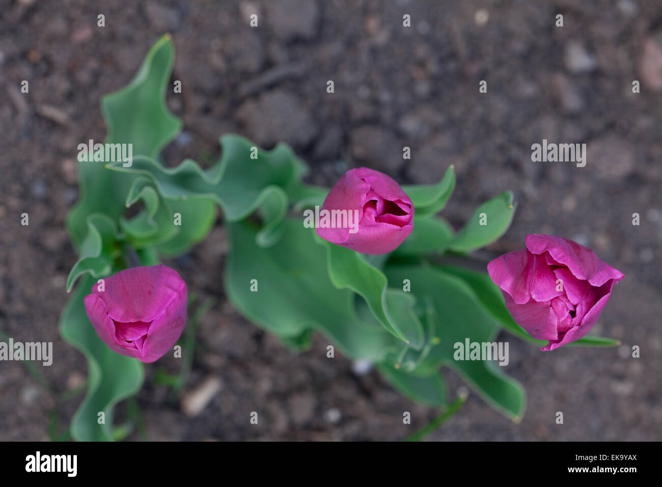 beautiful tulips in city park Stock Photo - Alamy