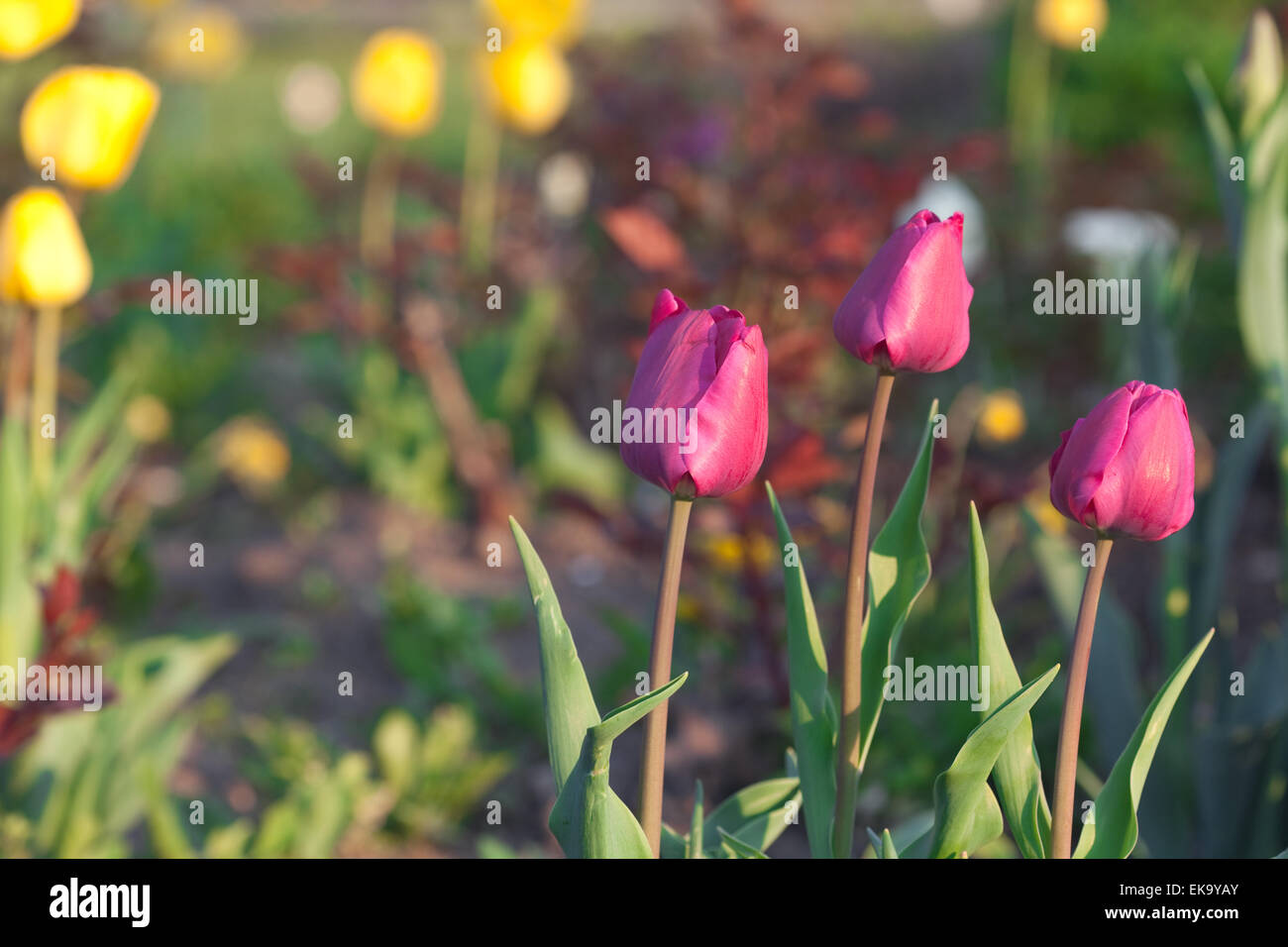 beautiful tulips in city park Stock Photo - Alamy