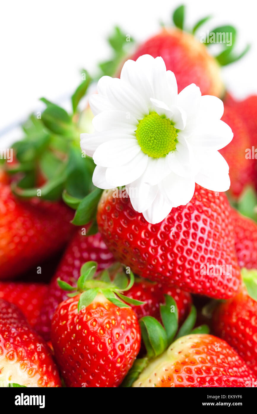 background of red big juicy ripe strawberry and flower Stock Photo - Alamy