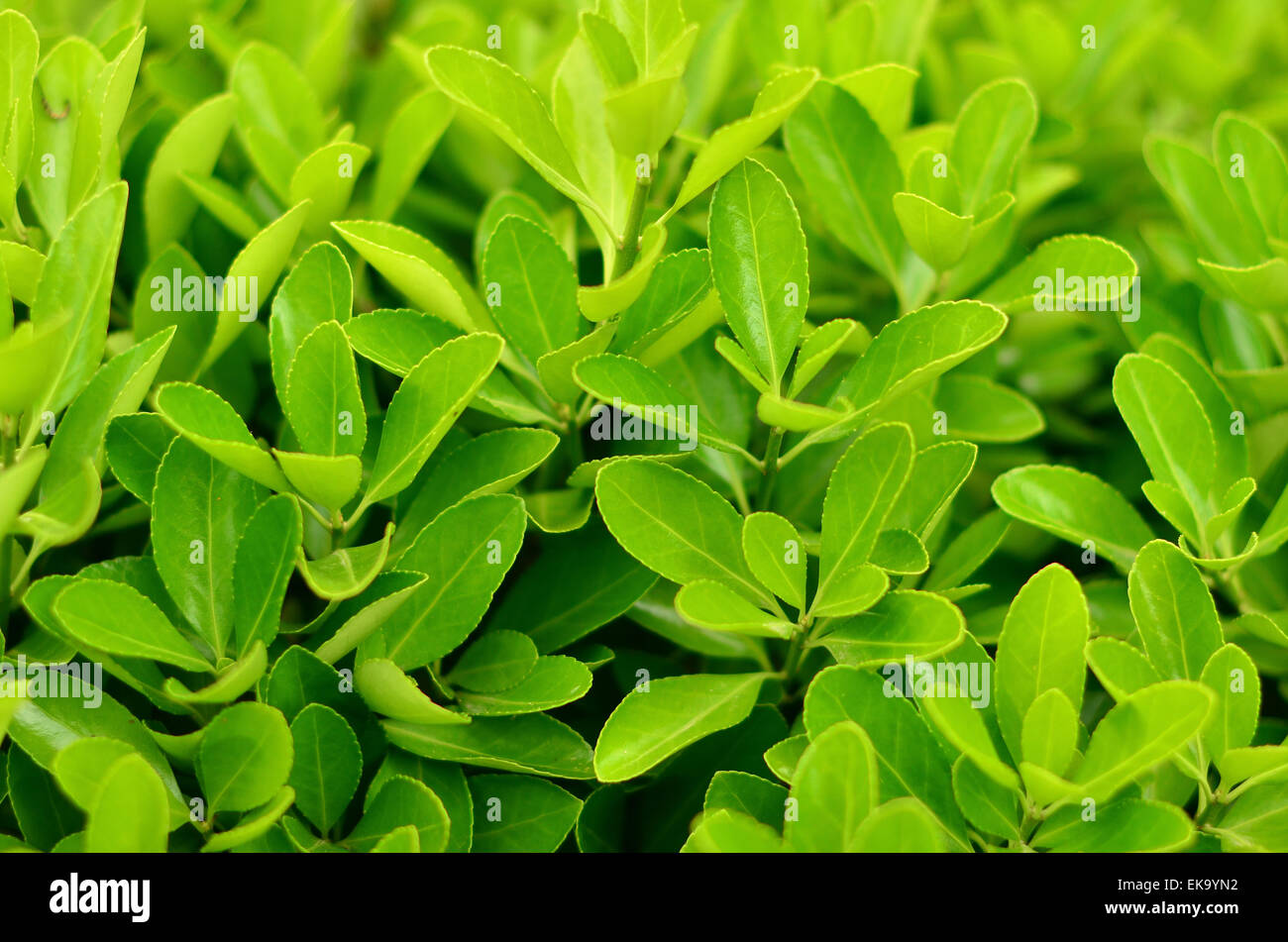 Green Bush in the park in spring in Crimea. Nature background Stock Photo