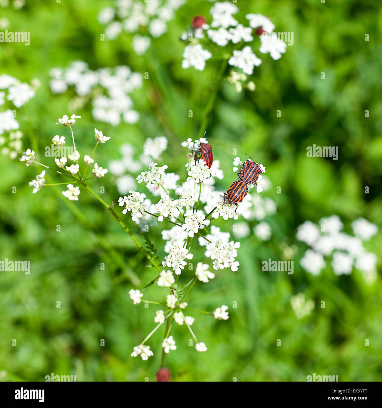 beetles with white flowers on a background of grass Stock Photo