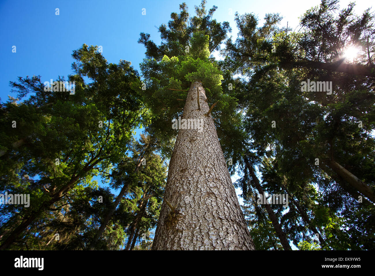 crown of pine against the blue sky Stock Photo - Alamy