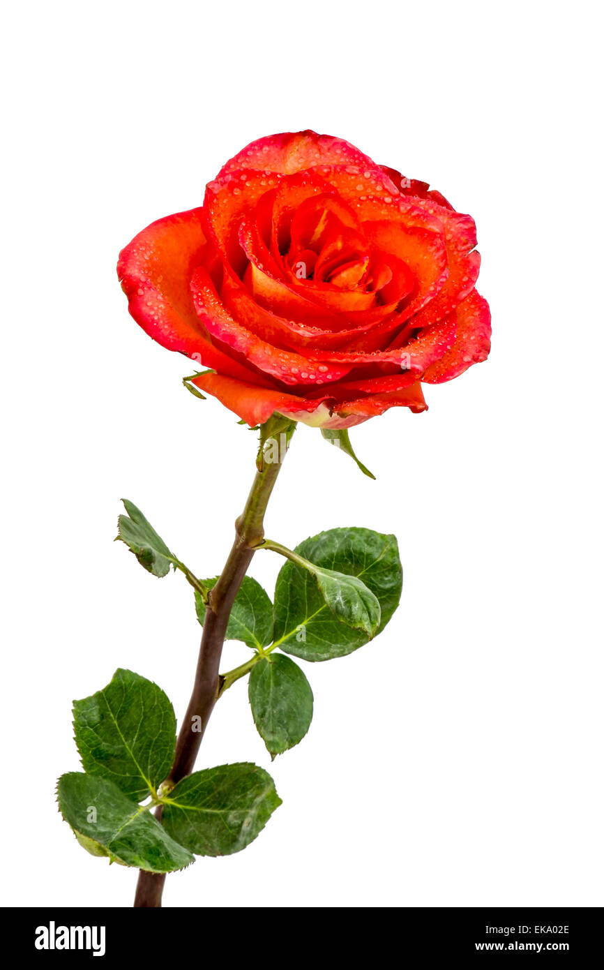 Single red garden rose Cut Out Stock Images Pictures Alamy