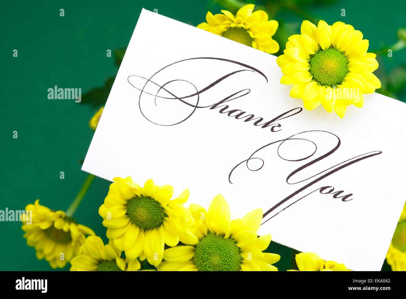 yellow daisy and card signed thank you on green background Stock Photo
