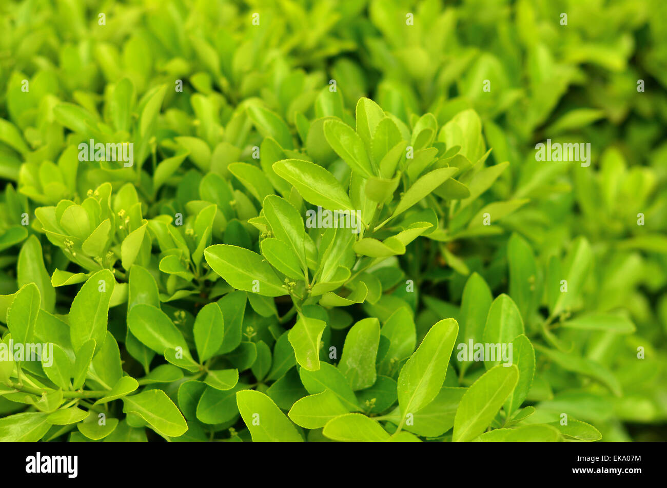 Green Bush in the park in spring in Crimea. Nature background Stock Photo