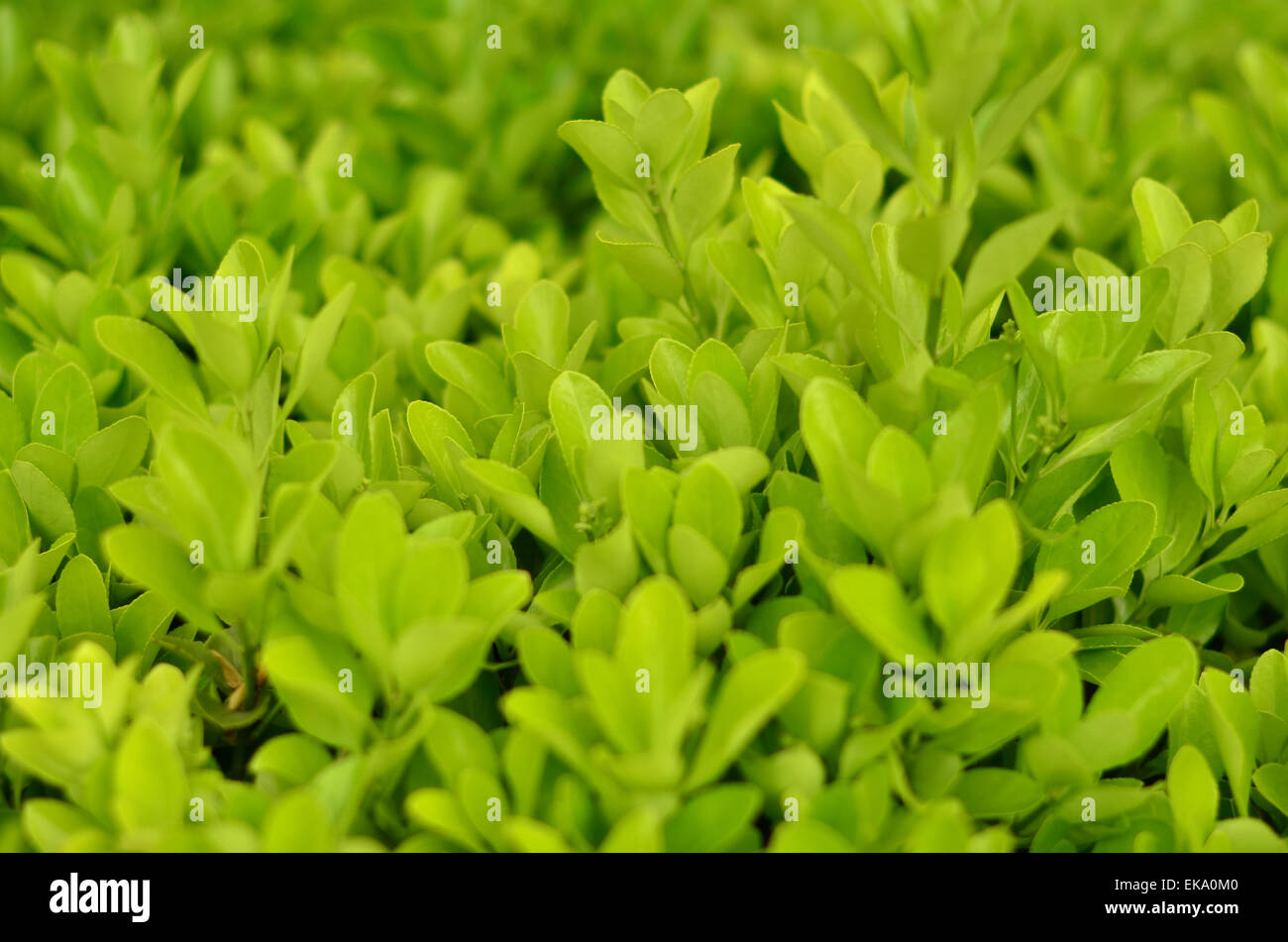 Green Bush in the park in spring in Crimea. Nature background Stock Photo