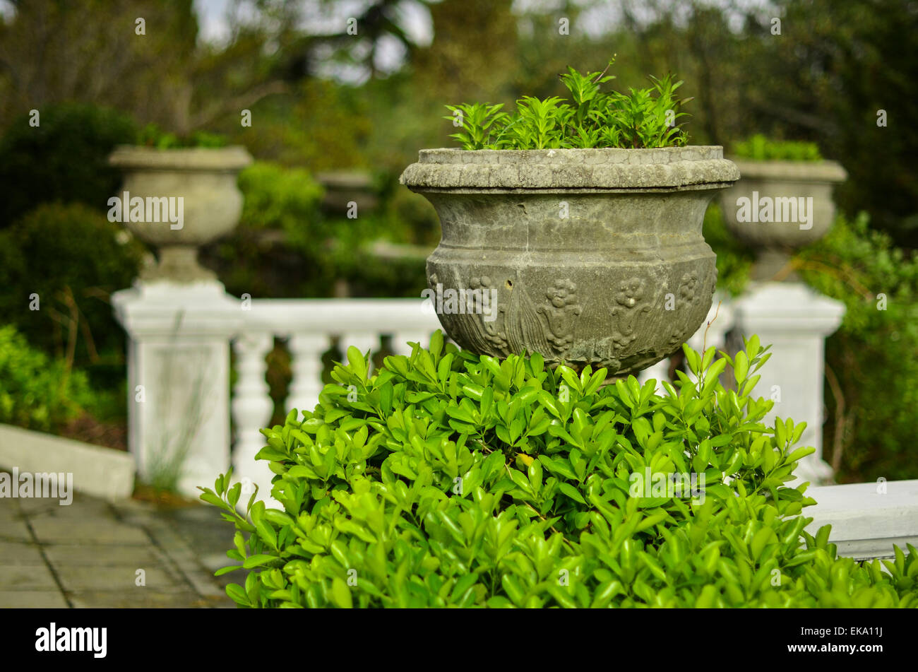 Green decorative Park bush in spring in Crimea. Stock Photo