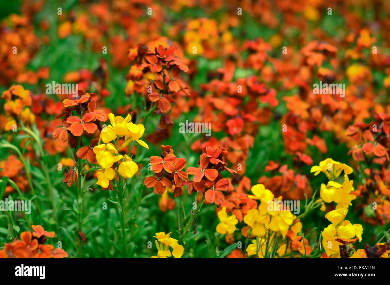Spring flowers in the park in Crimea Stock Photo