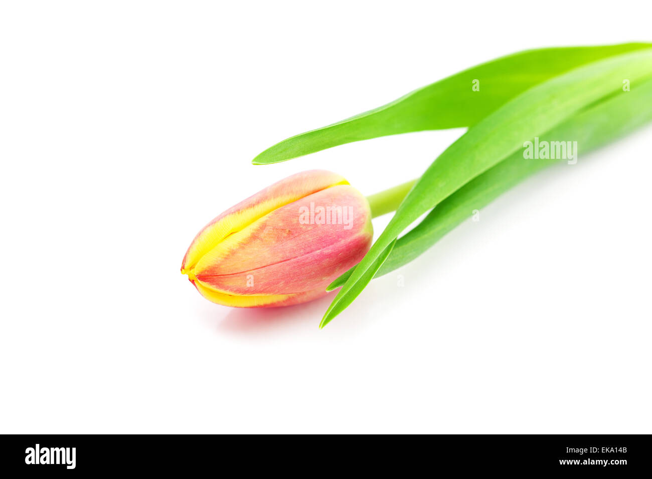 colorful tulips isolated on white Stock Photo - Alamy