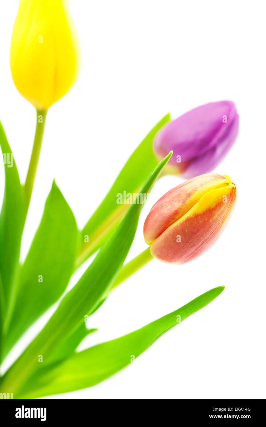 colorful tulips isolated on white Stock Photo - Alamy