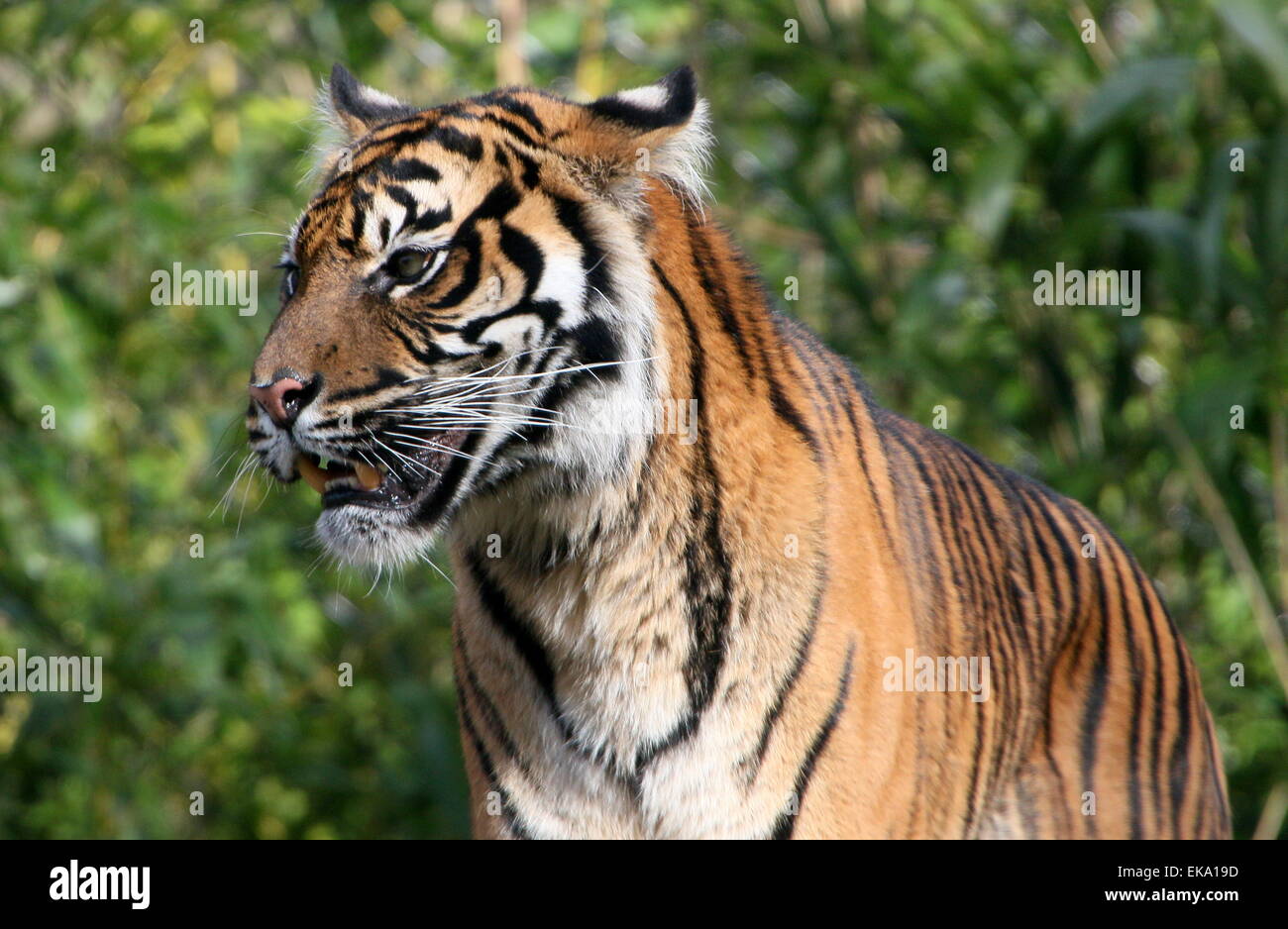 Sumatran tiger (Panthera tigris sumatrae) in closeup Stock Photo
